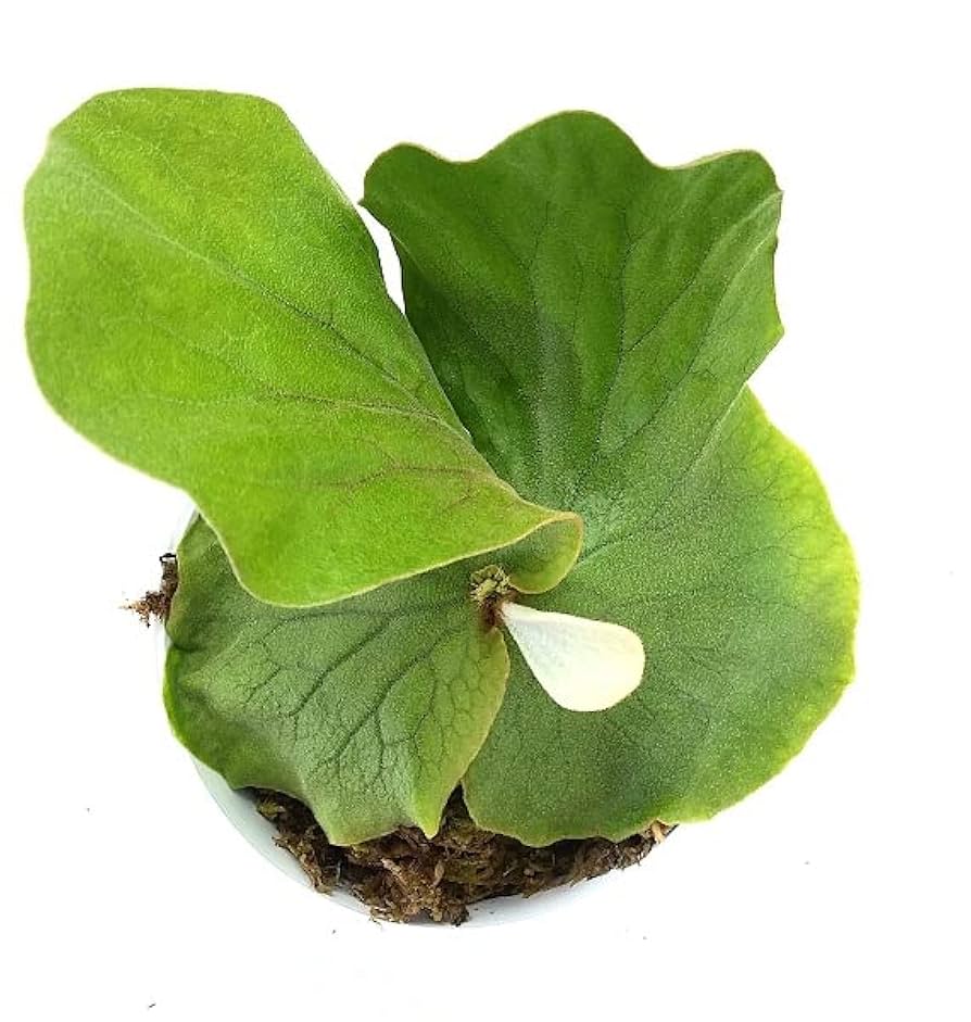 ビカクシダ　エレファントティス　コルク　板付け　胞子　　珍奇　アンゴレンセ ビカクシダ エレファントティス コルク 板付け 胞子 珍奇